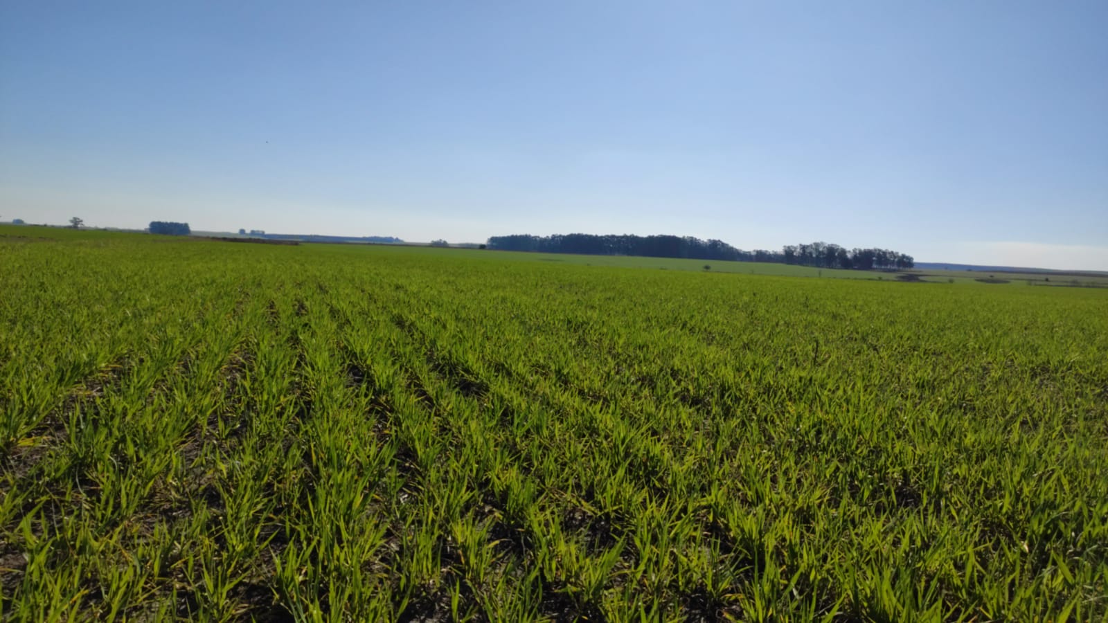 agricultura de precision