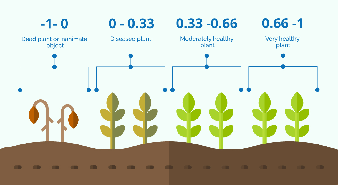 NDVI values by crop condition